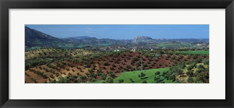 Framed Olive Groves Andalucia Spain Print