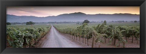 Framed Road in a vineyard, Napa Valley, California, USA Print