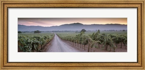 Framed Road in a vineyard, Napa Valley, California, USA Print