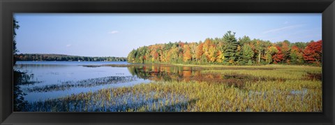 Framed Trees in a forest at the lakeside, Ontario, Canada Print