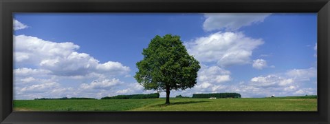 Framed Single Tree, Germany Print