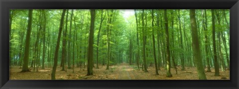 Framed Pathway Through Forest, Mastatten, Germany Print