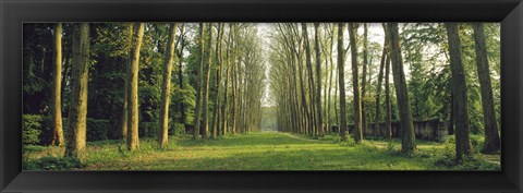 Framed Trees Versailles France Print