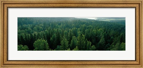 Framed Finland, Aulanko, Scandinavian Forest Print