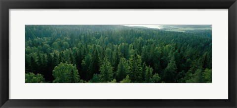 Framed Finland, Aulanko, Scandinavian Forest Print