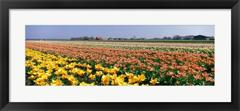 Framed Field Of Flowers, Egmond, Netherlands Print