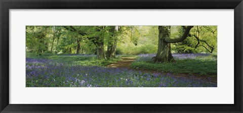 Framed Bluebells in a forest, Thorp Perrow Arboretum, North Yorkshire, England Print