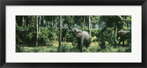 Framed Herd of Elephants Maasai Mara National Park Kenya Africa Print