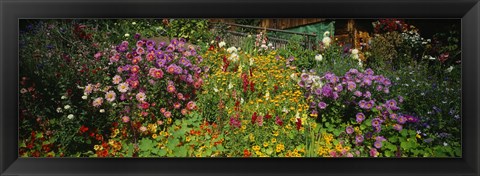 Framed Close-up of flowers, Muren, Switzerland Print