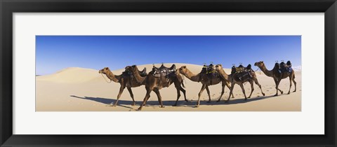 Framed Camels walking in the desert Print