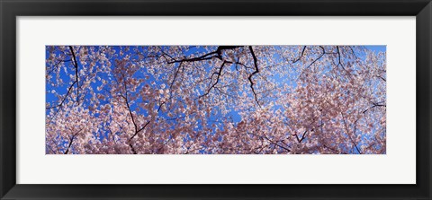 Framed Low angle view of cherry blossom trees, Washington State, USA Print