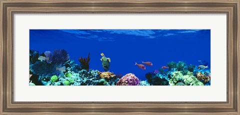 Framed Underwater, Caribbean Sea Print