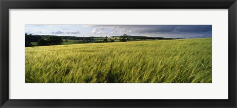 Framed Barley Field, Wales, United Kingdom Print