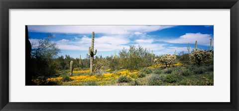 Framed Poppies and cactus on a landscape, Organ Pipe Cactus National Monument, Arizona, USA Print