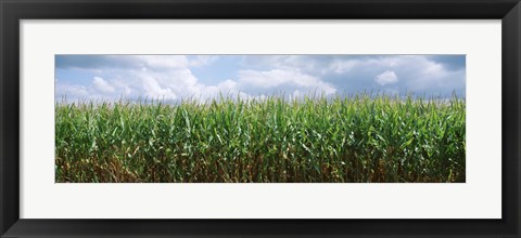 Framed Clouds over a corn field, Christian County, Illinois, USA Print