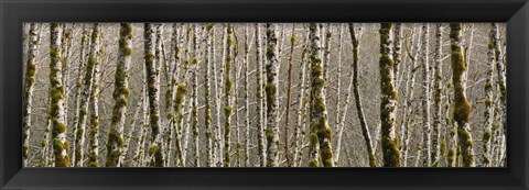 Framed Trees in the forest, Red Alder Tree, Olympic National Park, Washington State, USA Print