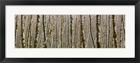 Framed Trees in the forest, Red Alder Tree, Olympic National Park, Washington State, USA Print