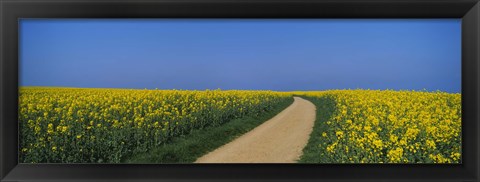 Framed Dirt road running through an oilseed rape field, Germany Print