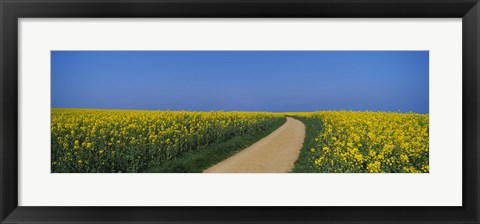 Framed Dirt road running through an oilseed rape field, Germany Print