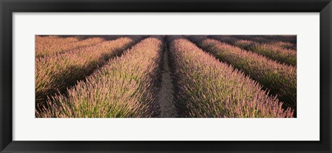 Framed Rows Lavender Field, Pays De Sault Provence, France Print