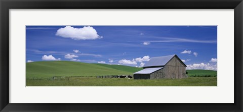 Framed Cows and a barn in a wheat field, Washington State, USA Print