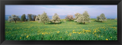 Framed Peartrees Fields Aargau Switzerland Print