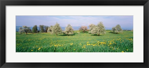 Framed Peartrees Fields Aargau Switzerland Print