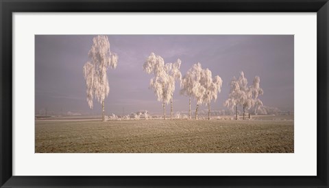 Framed Birch Trees w\ rime Switzerland Print