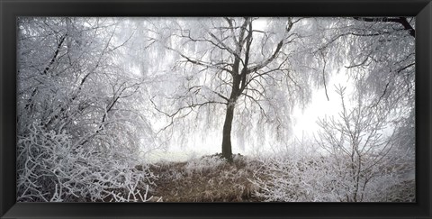 Framed Birch trees covered with snow, Switzerland Print