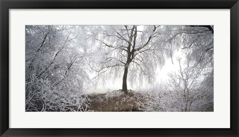 Framed Birch trees covered with snow, Switzerland Print