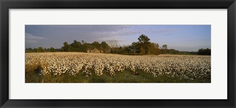 Framed Cotton plants in a field, North Carolina, USA Print