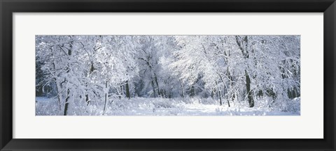 Framed Winter, Forest, Yosemite National Park, California, USA Print