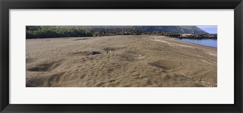 Framed Green turtles nesting at a coast, Isabela Island, Galapagos Islands, Ecuador Print