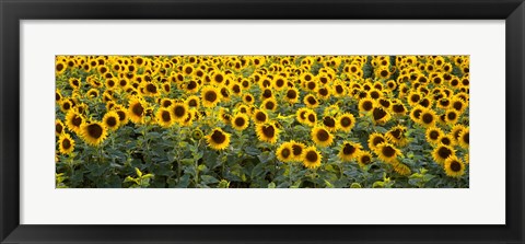 Framed Sunflowers (Helianthus annuus) in a field, Bouches-Du-Rhone, Provence, France Print