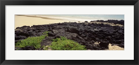 Framed Lava rocks at a coast, Floreana Island, Galapagos Islands, Ecuador Print