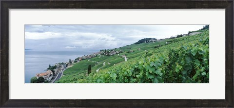 Framed Vineyard on a hillside in front of a lake, Lake Geneva, Rivaz, Vaud, Switzerland Print