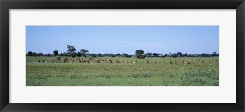 Framed Red Lechwee Moremi Game Reserve Botswana Africa Print