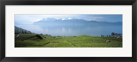 Framed Vineyard at the lakeside, Lake Geneva, Switzerland Print