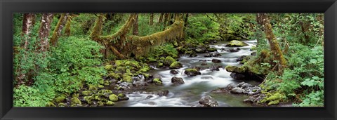 Framed Creek Olympic National Park WA USA Print