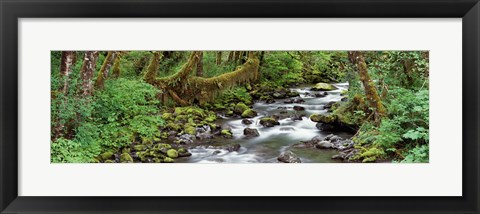 Framed Creek Olympic National Park WA USA Print