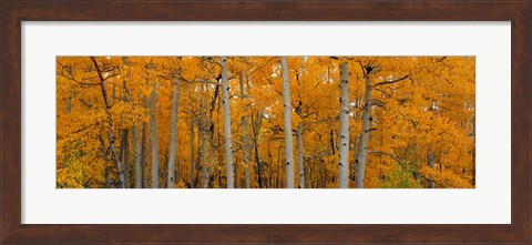 Framed Quaking Aspens Dixie National Forest UT Print