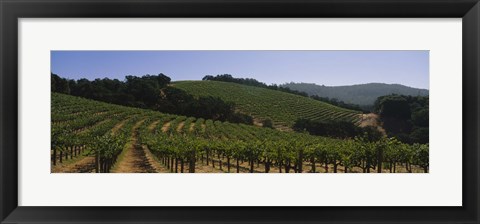 Framed Vineyard on a landscape, Napa Valley, California, USA Print