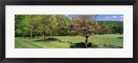 Framed Trees on a field, Davidson River Campground, Pisgah National Forest, Brevard, North Carolina, USA Print