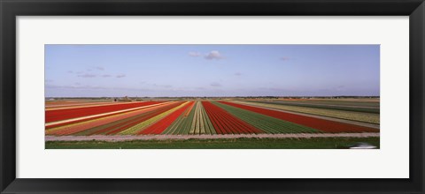 Framed High Angle View Of Cultivated Flowers On A Field, Holland Print