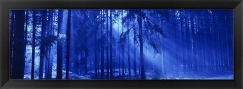 Framed Trees Titisee Germany Print