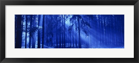 Framed Trees Titisee Germany Print