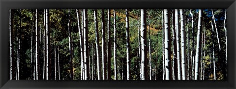 Framed White Aspen Tree Trunks CO USA Print