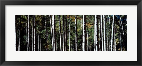 Framed White Aspen Tree Trunks CO USA Print