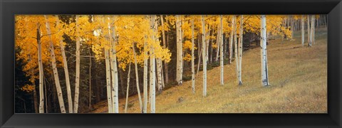 Framed Aspen trees in a field, Ouray County, Colorado, USA Print