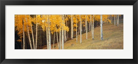 Framed Aspen trees in a field, Ouray County, Colorado, USA Print